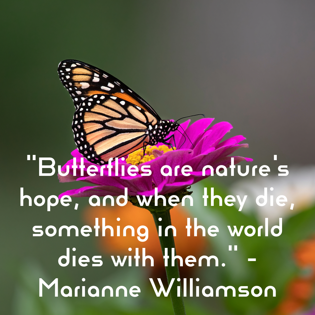 Inspiring Butterfly Quotes