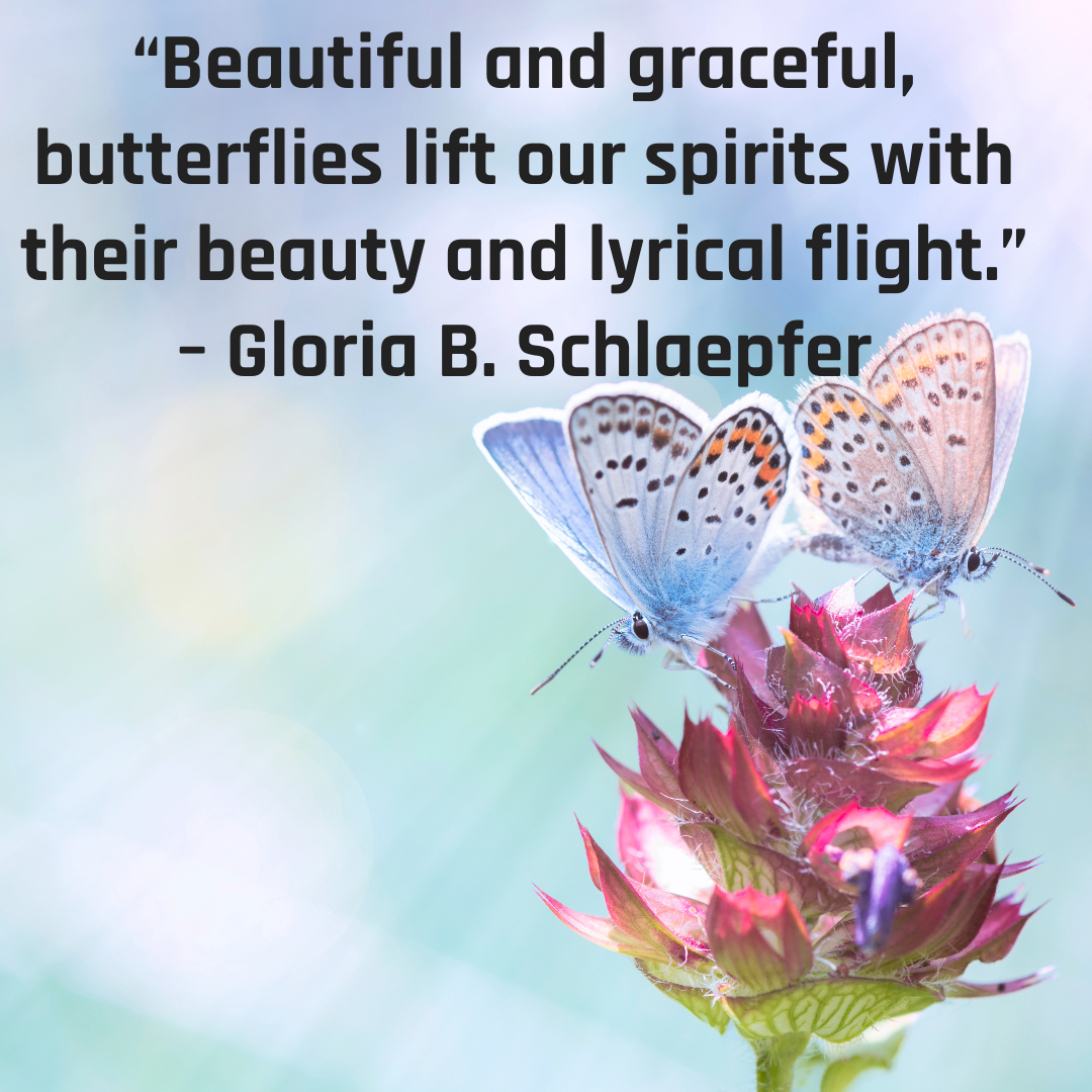 Unique butterfly quotes short