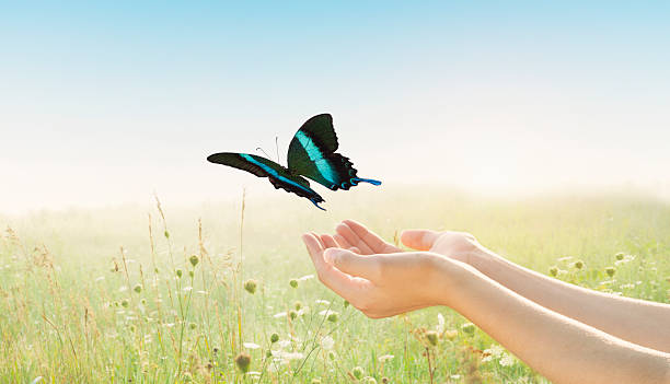 Beauty in Flight: Inspiring Butterfly Quotes to Brighten Your Day